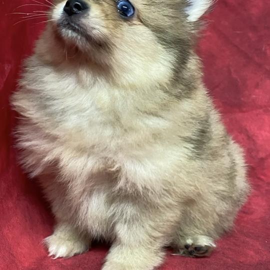 chiot Spitz allemand BABINE spitz naine disponible Domaine de la Chantelaie