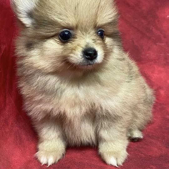chiot Spitz allemand BABINE spitz naine disponible Domaine de la Chantelaie