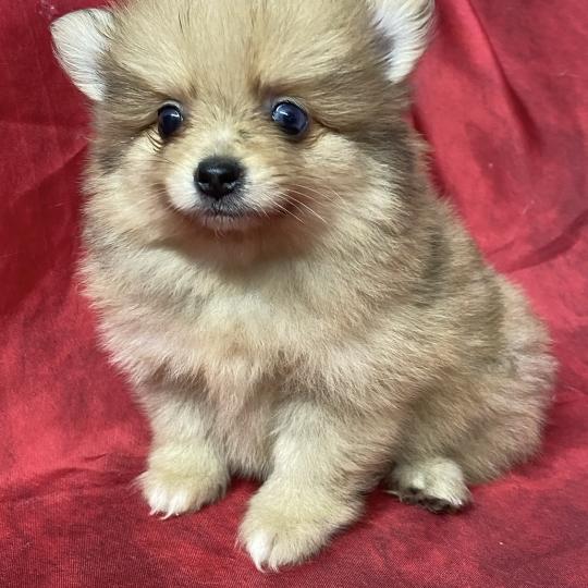 chiot Spitz allemand BABINE spitz naine à réserver Domaine de la Chantelaie