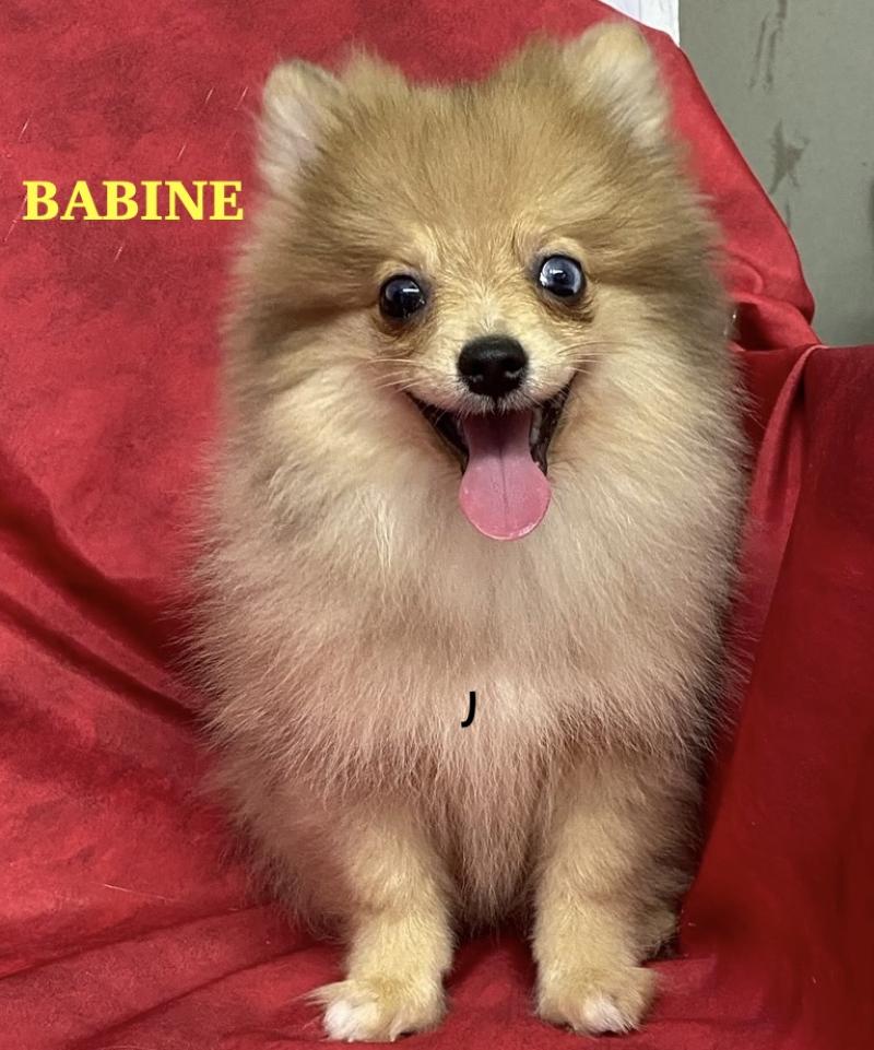 BABINE spitz  DISPONIBLE Femelle Spitz allemand