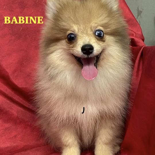 chiot Spitz allemand BABINE spitz naine DISPONIBLE Domaine de la Chantelaie