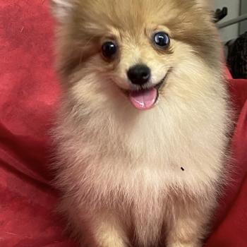 chiot Spitz allemand BABINE spitz naine DISPONIBLE Domaine de la Chantelaie