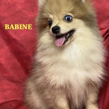 chiot Spitz allemand BABINE spitz naine DISPONIBLE Domaine de la Chantelaie