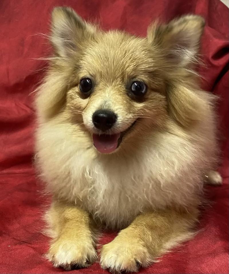 BABINE spitz  DISPONIBLE Femelle Spitz allemand