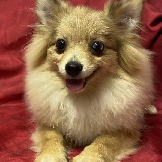 BABINE spitz  DISPONIBLE Femelle Spitz allemand