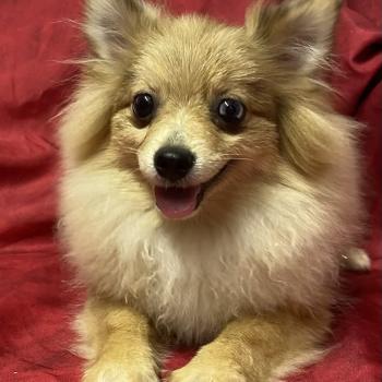 chiot Spitz allemand BABINE spitz  DISPONIBLE Domaine de la Chantelaie