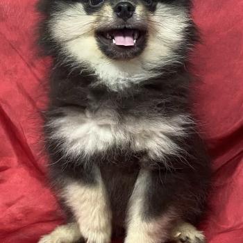 chiot Spitz allemand BAFOU spitz DISPONIBLE Domaine de la Chantelaie