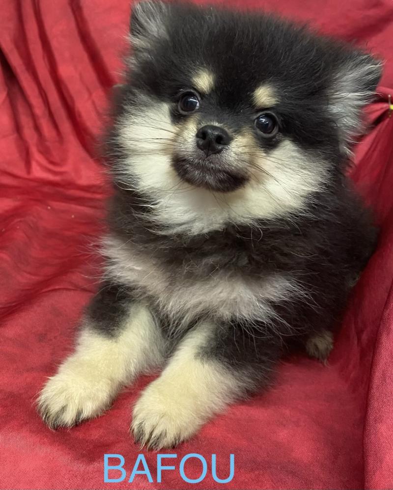 BAFOU spitz DISPONIBLE Mâle Spitz allemand