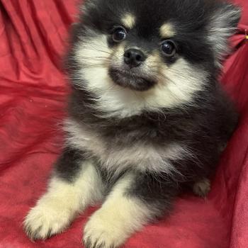 chiot Spitz allemand BAFOU spitz DISPONIBLE Domaine de la Chantelaie