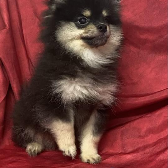 chiot Spitz allemand BAFOU spitz DISPONIBLE Domaine de la Chantelaie