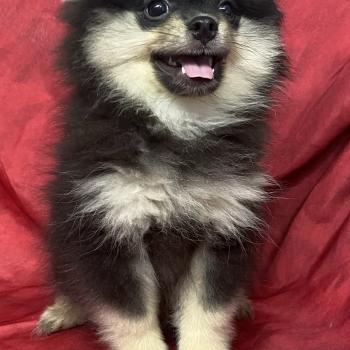 chiot Spitz allemand BAFOU spitz DISPONIBLE Domaine de la Chantelaie