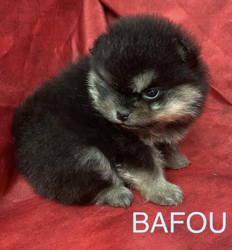 BAFOU spitz à réserver Mâle Spitz allemand