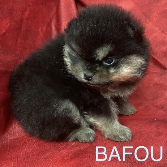 chiot Spitz allemand BAFOU spitz à réserver Domaine de la Chantelaie