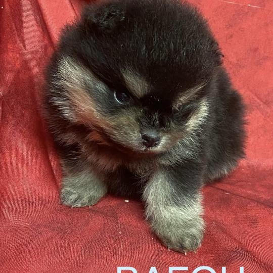 chiot Spitz allemand BAFOU spitz à réserver Domaine de la Chantelaie