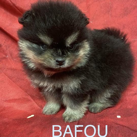 chiot Spitz allemand BAFOU spitz à réserver Domaine de la Chantelaie