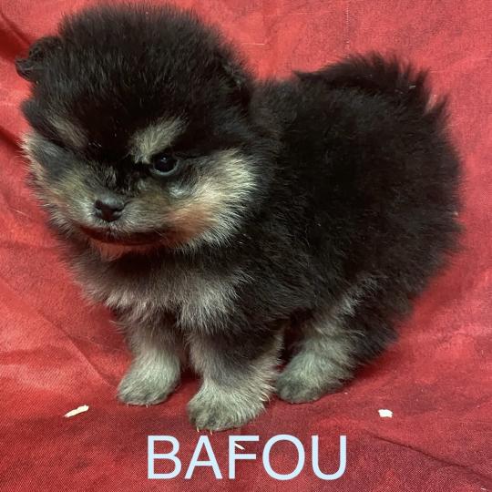 chiot Spitz allemand BAFOU spitz à réserver Domaine de la Chantelaie