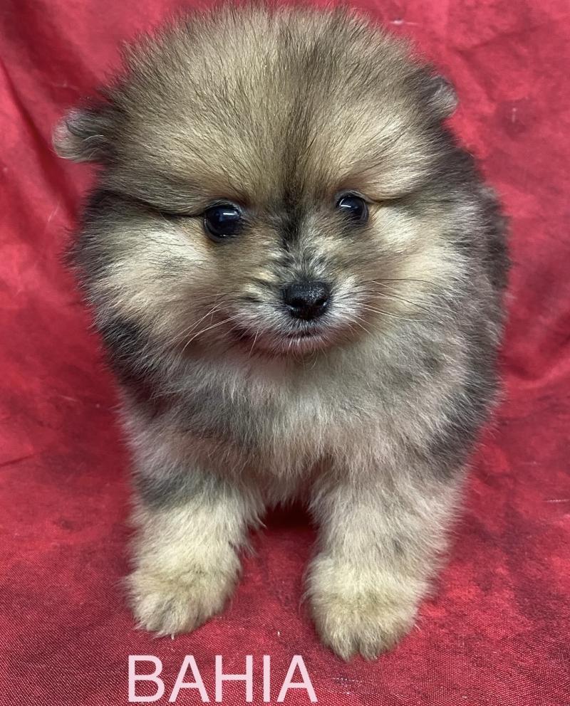 BAHIA spitz naine à réserver Femelle Spitz allemand