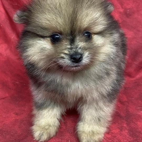 chiot Spitz allemand BAHIA spitz naine à réserver Domaine de la Chantelaie