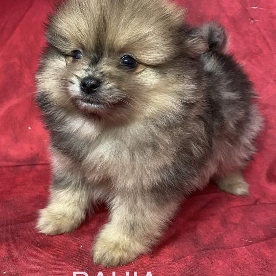 chiot Spitz allemand BAHIA spitz naine à réserver Domaine de la Chantelaie