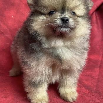 chiot Spitz allemand BAHIA spitz naine à réserver Domaine de la Chantelaie