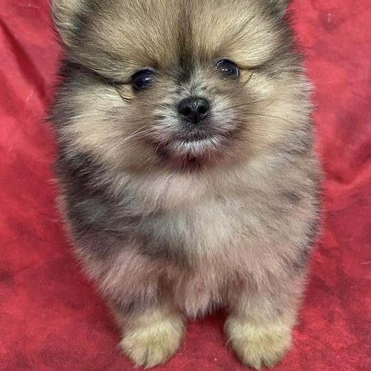 chiot Spitz allemand BAHIA spitz naine à réserver Domaine de la Chantelaie