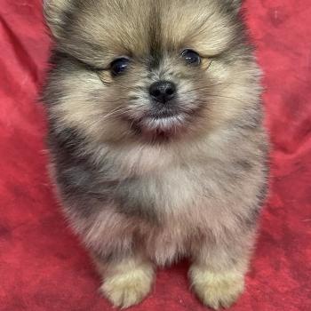 chiot Spitz allemand BAHIA spitz naine à réserver Domaine de la Chantelaie