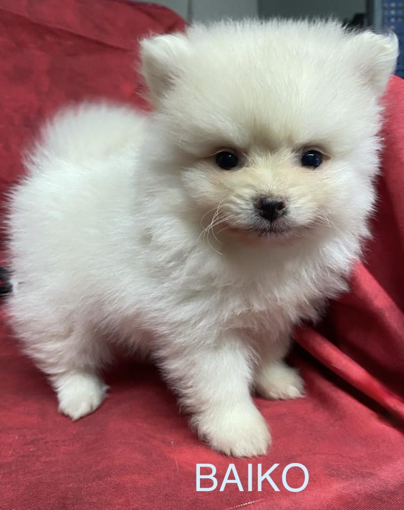 BAIKO spitz nain à réserver Mâle Spitz allemand