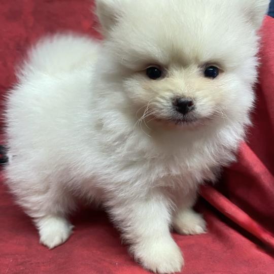 chiot Spitz allemand BAIKO spitz nain disponible Domaine de la Chantelaie
