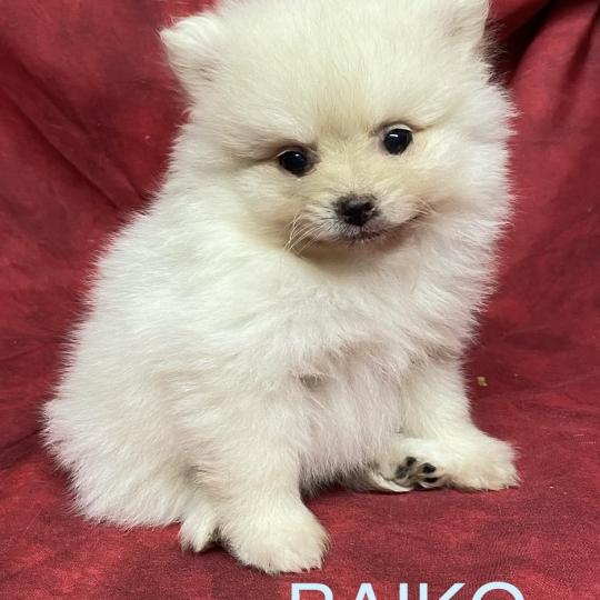 chiot Spitz allemand BAIKO spitz nain disponible Domaine de la Chantelaie