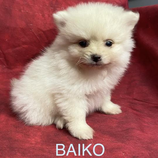 chiot Spitz allemand BAIKO spitz nain disponible Domaine de la Chantelaie