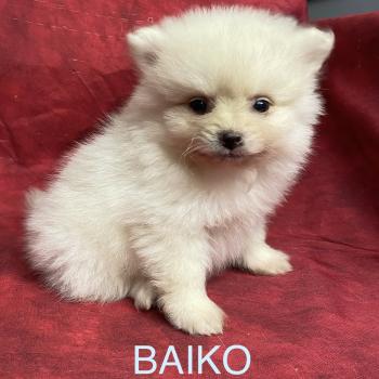 chiot Spitz allemand BAIKO spitz nain disponible Domaine de la Chantelaie