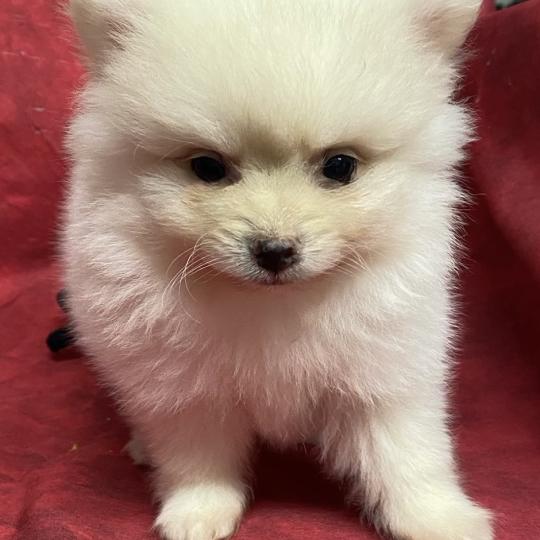 chiot Spitz allemand BAIKO spitz nain disponible Domaine de la Chantelaie