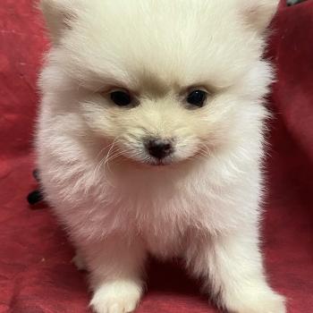 chiot Spitz allemand BAIKO spitz nain disponible Domaine de la Chantelaie