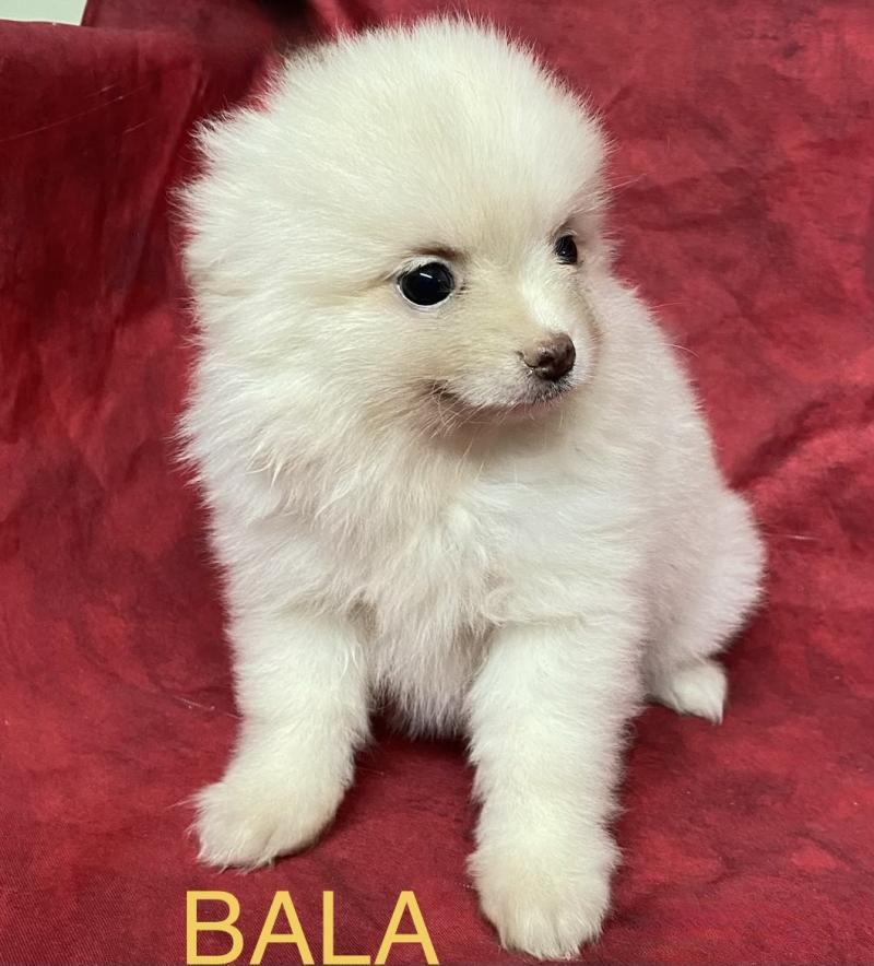 BALA spitz nain disponible Femelle Spitz allemand