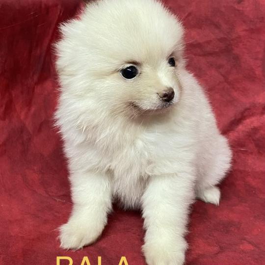 chiot Spitz allemand BALA spitz nain disponible Domaine de la Chantelaie