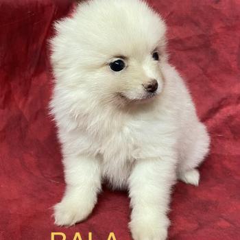 chiot Spitz allemand BALA spitz nain disponible Domaine de la Chantelaie