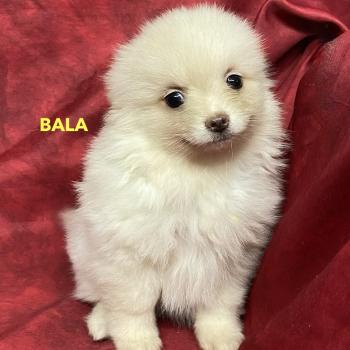 chiot Spitz allemand BALA spitz nain disponible Domaine de la Chantelaie