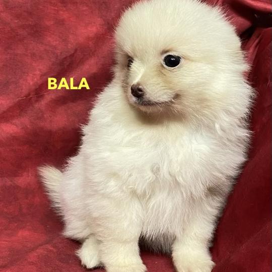 chiot Spitz allemand BALA spitz nain disponible Domaine de la Chantelaie