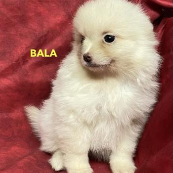 chiot Spitz allemand BALA spitz nain disponible Domaine de la Chantelaie