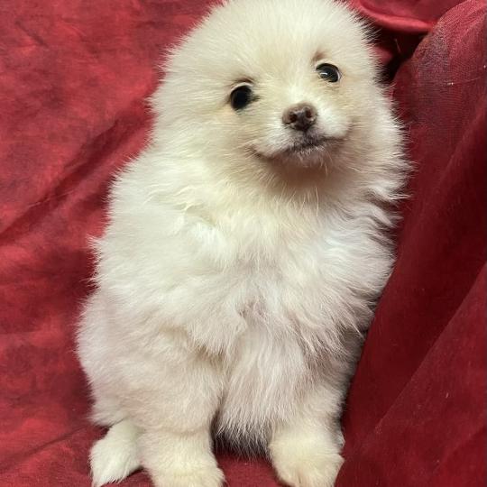 chiot Spitz allemand BALA spitz nain disponible Domaine de la Chantelaie