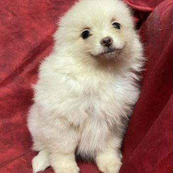 chiot Spitz allemand BALA spitz nain disponible Domaine de la Chantelaie