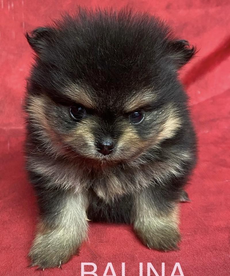 BALINA spitz à réserver Femelle Spitz allemand