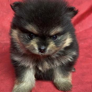 chiot Spitz allemand BALINA spitz à réserver Domaine de la Chantelaie