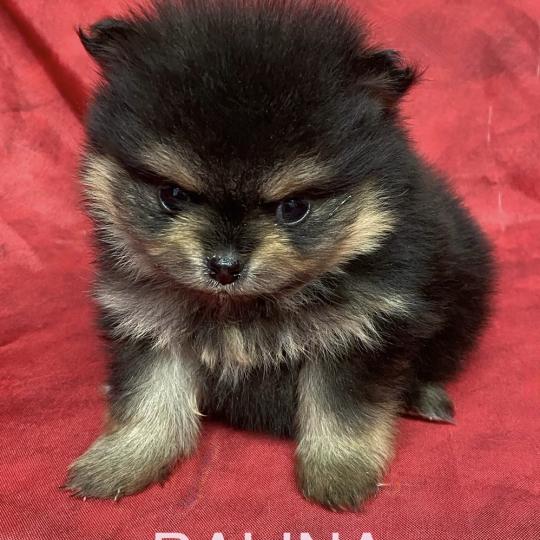 chiot Spitz allemand BALINA spitz à réserver Domaine de la Chantelaie