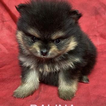 chiot Spitz allemand BALINA spitz à réserver Domaine de la Chantelaie