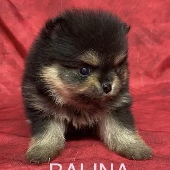 chiot Spitz allemand BALINA spitz à réserver Domaine de la Chantelaie