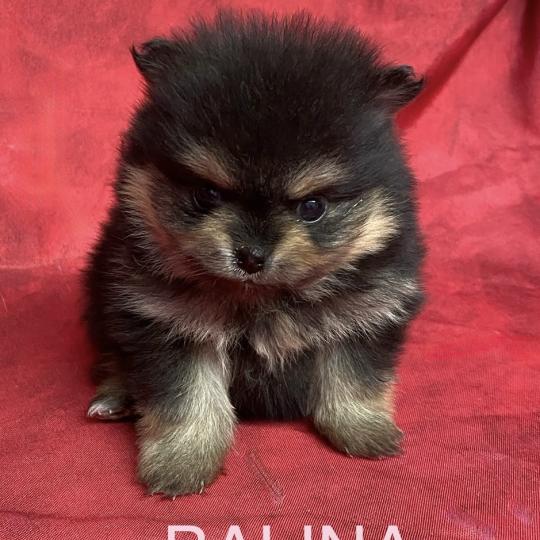 chiot Spitz allemand BALINA spitz à réserver Domaine de la Chantelaie