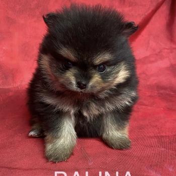 chiot Spitz allemand BALINA spitz à réserver Domaine de la Chantelaie