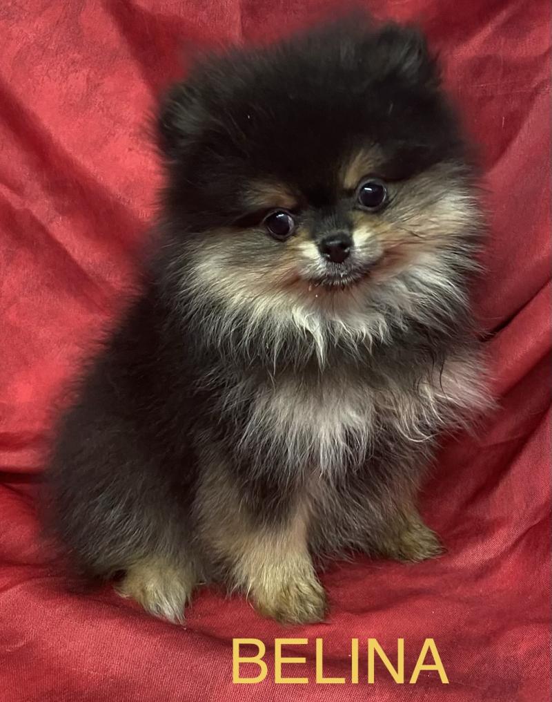 BALINA spitz nain DISPONIBLE Femelle Spitz allemand