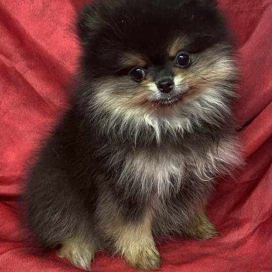 chiot Spitz allemand BALINA spitz à réserver Domaine de la Chantelaie